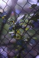 Trauben, Efeu wachsend auf ein Netz, jung Sprossen, Pflanze Hintergrund foto