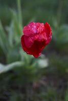 rot Welken Tulpen bedeckt mit Wasser Tropfen nach Regen foto