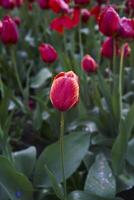 rot Welken Tulpen bedeckt mit Wasser Tropfen nach Regen foto