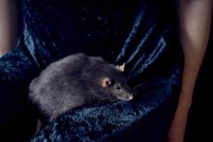 ein Berkshire Standard Ratte kuschelt mit es ist Inhaber foto