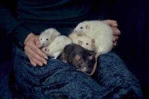 das Frau hält alle ihr fünf Ratten im ihr Hände foto