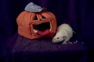 Albino Standard Ratte versteckt sich im das Bett Haus im das gestalten von ein Kürbis foto