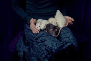 das Frau hält alle ihr fünf Ratten im ihr Hände foto