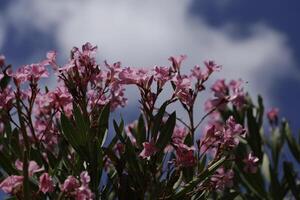 bunt Oleander Busch mit Blumen foto