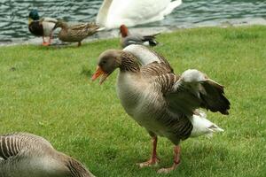 aggressiv Gans gegenüber andere Vögel foto