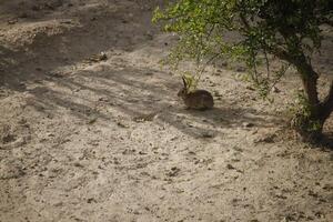 Hase oder Hase Sitzung im Natur foto