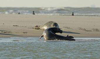 Dichtungen Sonnenbaden auf ein Sandbank, Dichtungen beim das Norden Meer beim Petten, das Niederlande foto