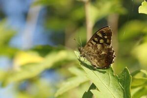 gesprenkelter Holzschmetterling foto