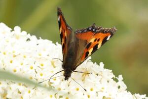 kleiner Schildpattschmetterling foto