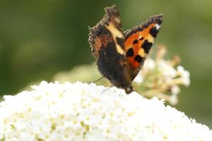 Schmetterling Getränke Nektar von ein Blume foto