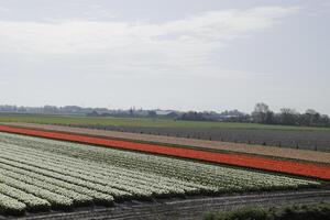 Tulpen Blühen, Frühling, das Niederlande, Blumenfelder foto