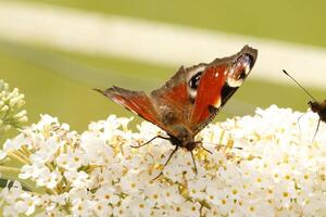 Pfau Schmetterling, Insekt, wunderschön, Tier foto