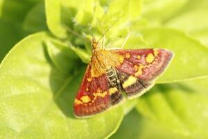 Motte, wenig Schmetterling foto