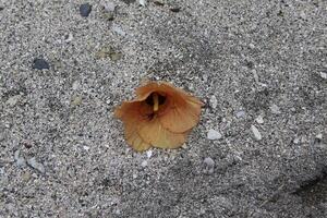 Blume beim das Strand foto