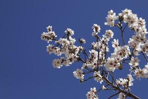 Blühen Mandel Blumen foto