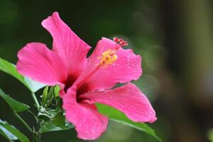 Rosa Hibiskus Blume mit Regen Tropfen foto