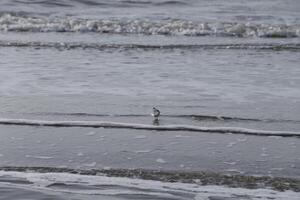 Vögel suchen zum Essen, Strand im das Winter, Niederlande foto