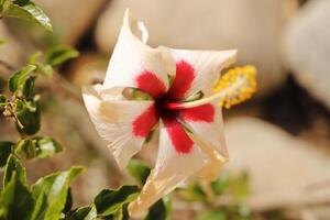 rot Weiß Hibiskus Blume foto