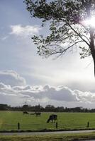 Niederländisch Landschaft, Niederlande foto