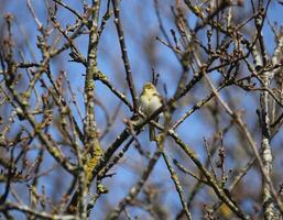 Migrant Vögel im ein Baum, Fauna im das Zwanenwasser Natur Reservieren im Norden Holland, das Niederlande. viele von anders Vögel zu sehen. foto