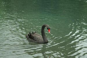 schwarz Schwan schwimmt im ein See foto