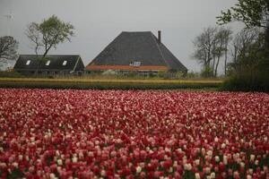 Frühling im das Niederlande, Blühen Tulpen foto