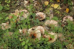 Pilz im das Wald, Herbst foto