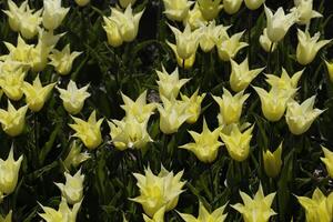 blühen zijpe Fall, wo Sie können nehmen ein gehen durch das Tulpen und andere Blume Birne Felder foto