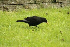 Amsel im das Garten foto