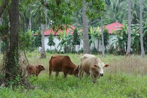 Kühe im das Landschaft, koh Samui Insel, Thailand foto