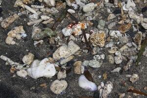 Korallen und Muscheln beim das Strand foto