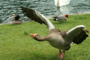 aggressiv Gans gegenüber andere Vögel foto