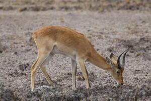 Impala, Hirsch im das Wildnis von pendjari nein, Benin foto
