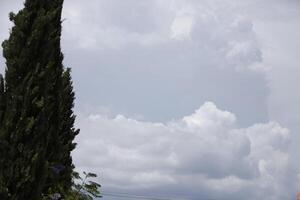 Wolken und ein Zypressen Baum foto