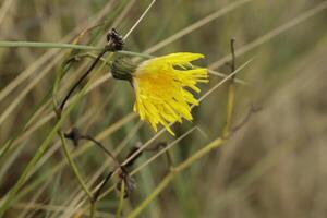 Gelb Blume im das Dünen foto