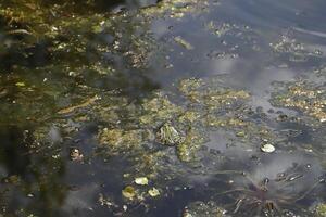 natürlich Teich mit viele von Frösche, Frühling foto