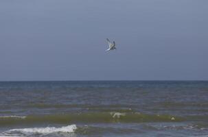 Möwen und andere Vögel aussehen zum Essen beim das Meer, Natur Reservieren foto