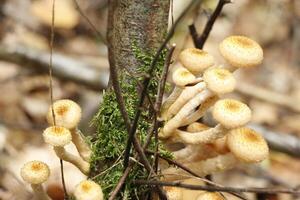 Pilz, Herbst, Wald, Europa foto