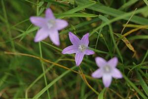 wild Blumen im das Herbst foto