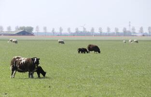 Schaf und Lämmer im das Wiese im das Niederlande foto