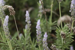 Blühen Blau Lavendel foto