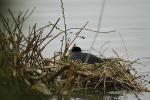 eurasisch Blässhuhn, Wasser Vogel foto