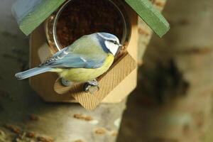 großartig tit Vogel foto