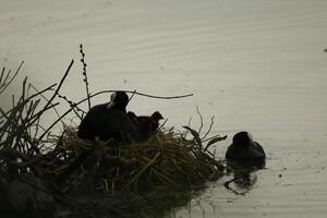 eurasisch Blässhuhn auf Nest mit jung Einsen foto