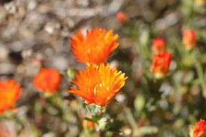 Orange Frühling Blumen foto