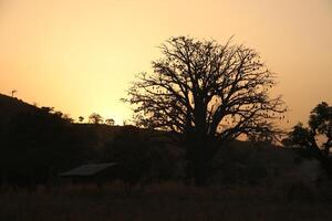 Sonnenuntergang im das Norden von Benin, Silhouette von ein Baobab Baum foto