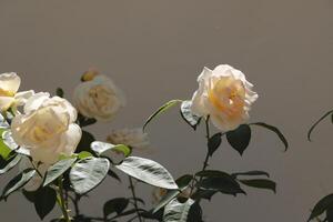 weiße Rosen im Garten foto