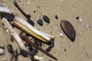 Muscheln am Strand foto