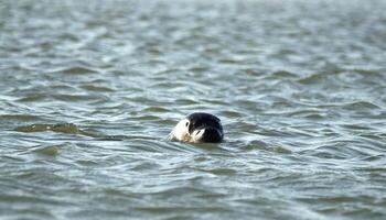 Siegel schwimmt im das Norden Meer beim Petten, das Niederlande foto