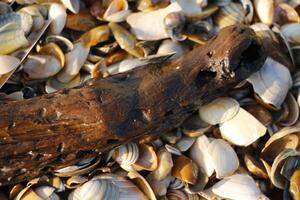 Muscheln beim das Strand, Winter im das Niederlande foto